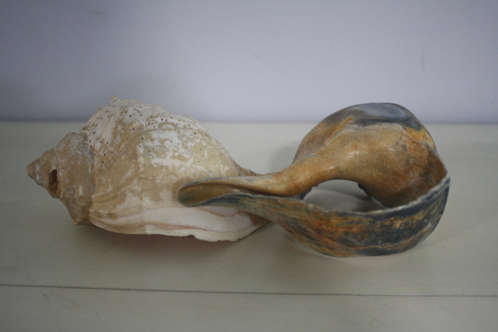 Craft Grade Large Whelk Shells