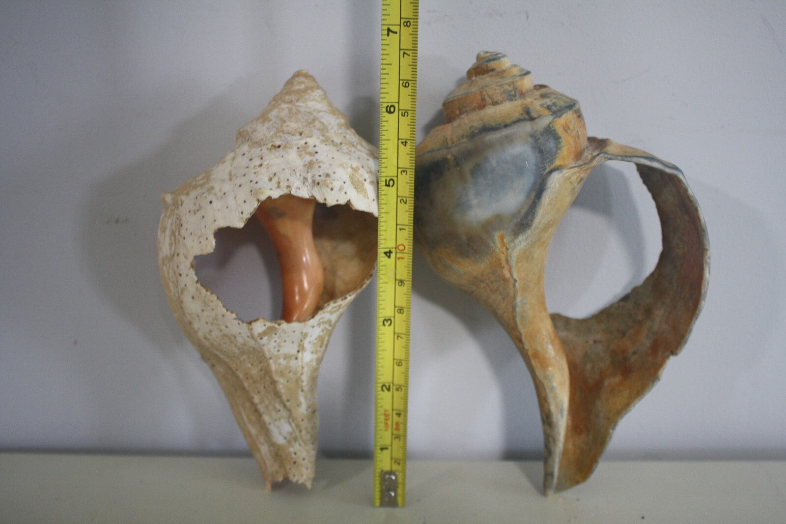 Craft Grade Large Whelk Shells