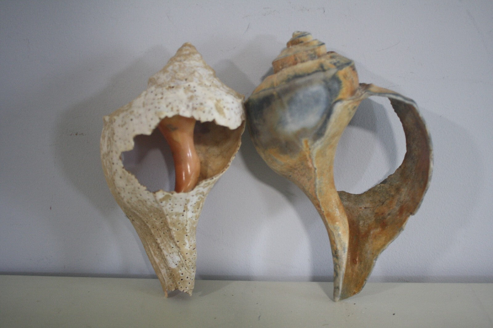 Craft Grade Large Whelk Shells