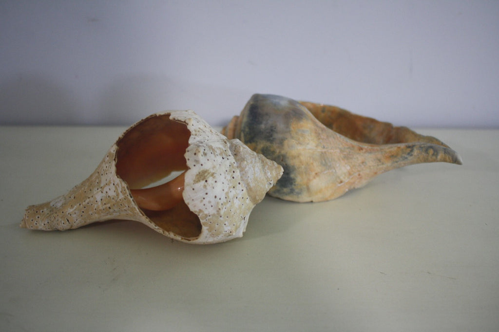 Craft Grade Large Whelk Shells