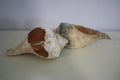 Craft Grade Large Whelk Shells