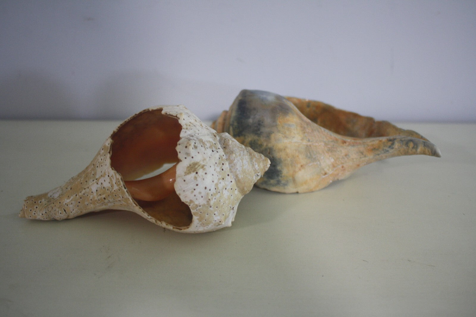 Craft Grade Large Whelk Shells