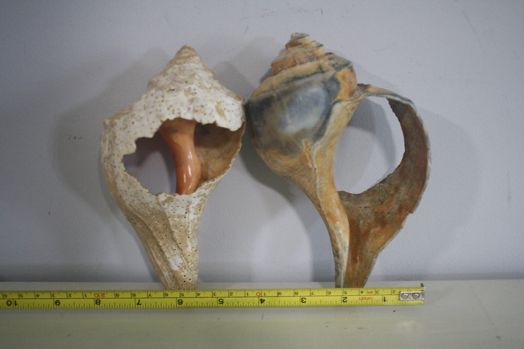 Craft Grade Large Whelk Shells